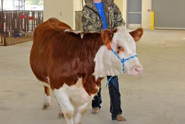 A heifer moves into the new Ag Center