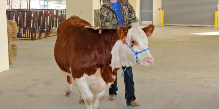 A heifer moves into the new Ag Center