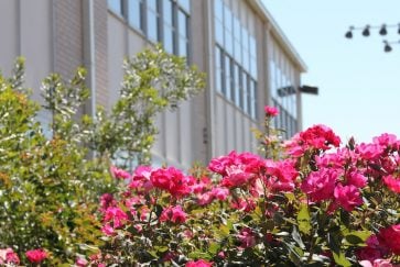 Rose bushes in front of Hutcheson Junior High