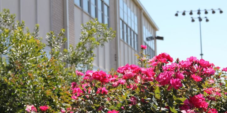 Rose bushes in front of Hutcheson Junior High