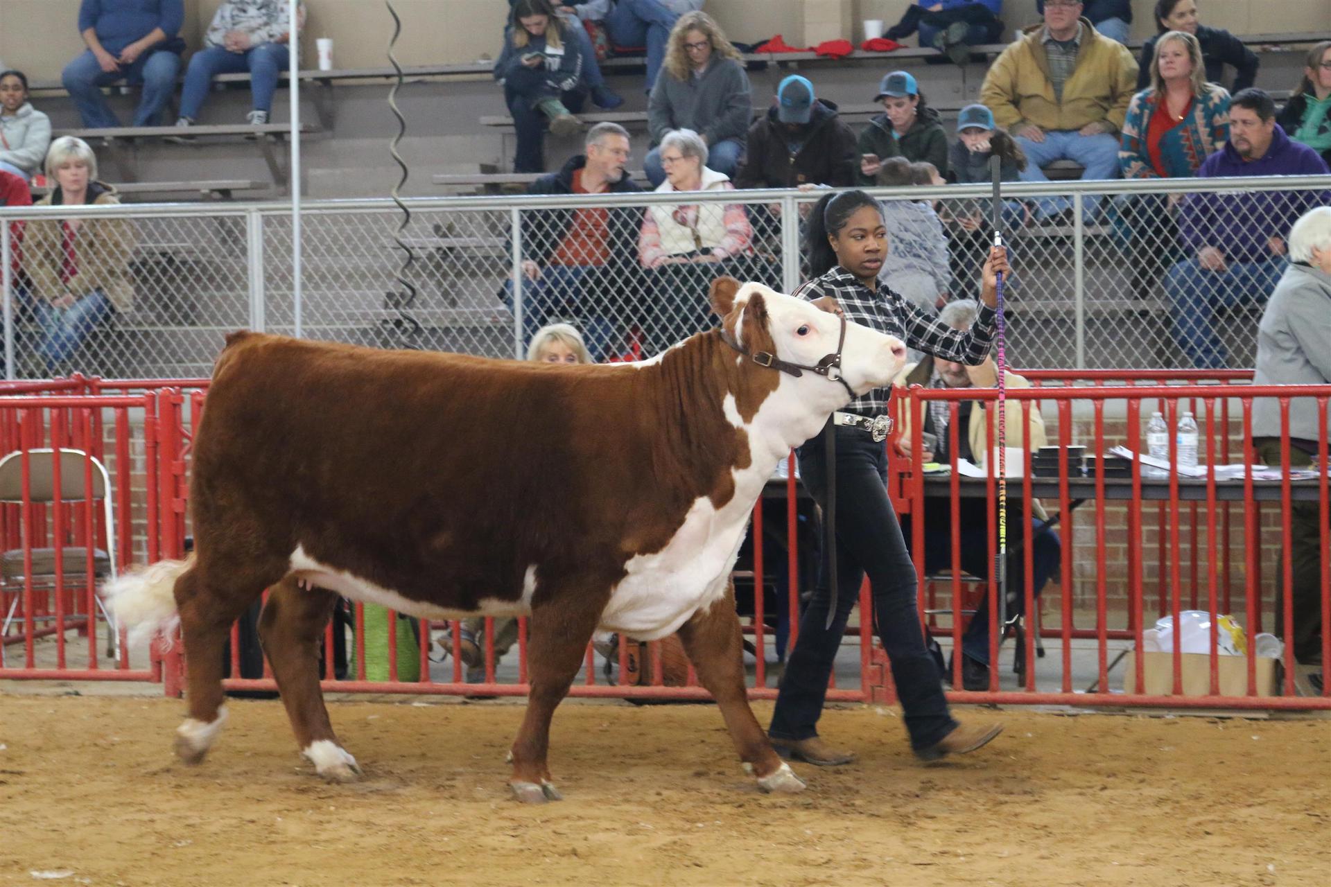 AISD ag student participating in the 2019 Tarrant County Junior Livestock Show