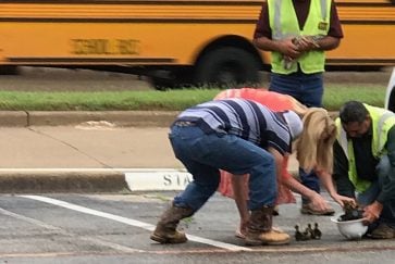 AISD employee and construction workers rescue ducks