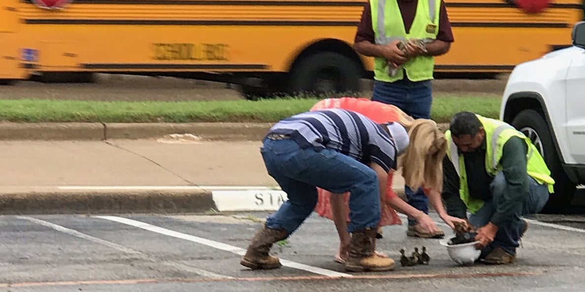 AISD employee and construction workers rescue ducks