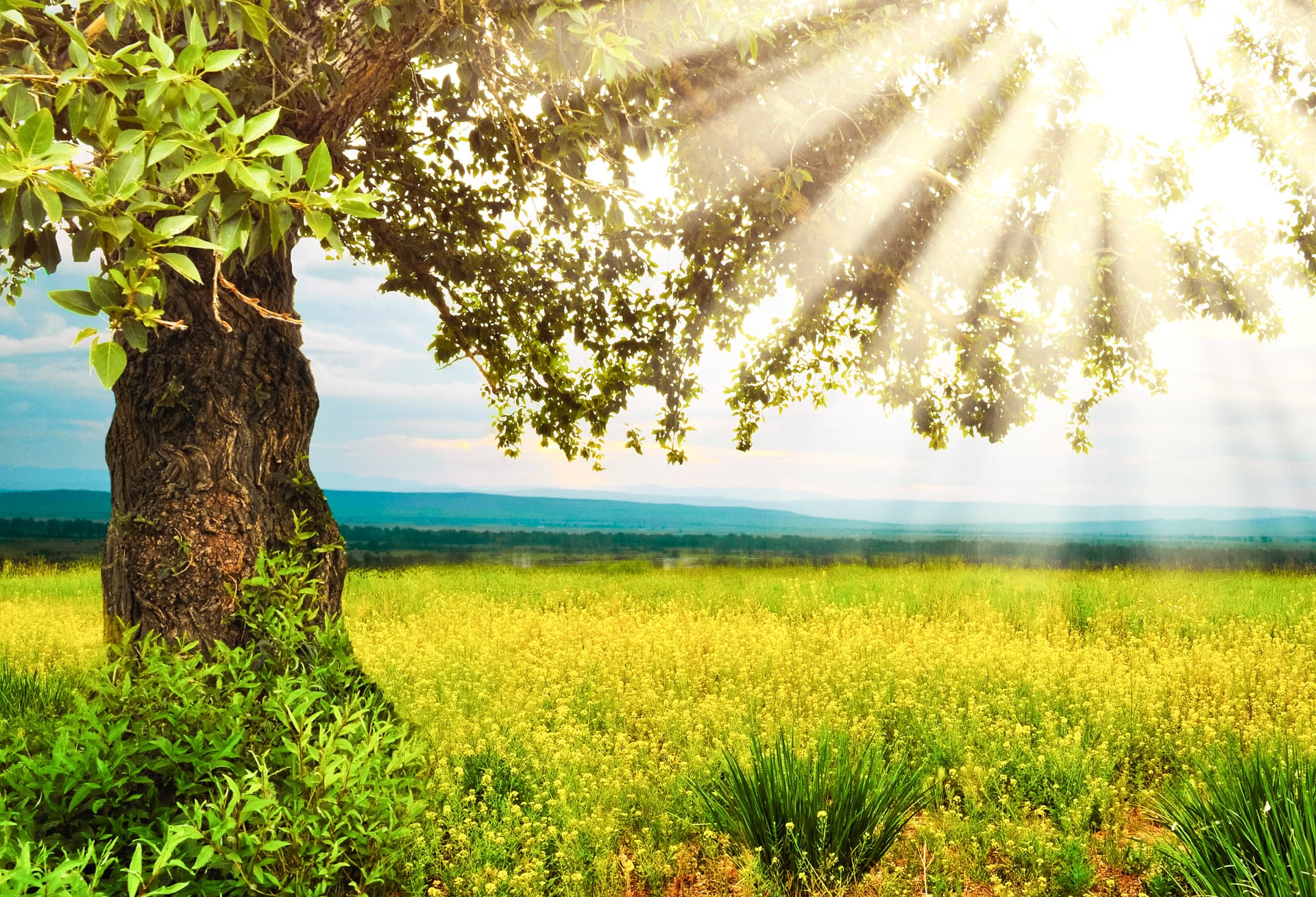 Summer Background