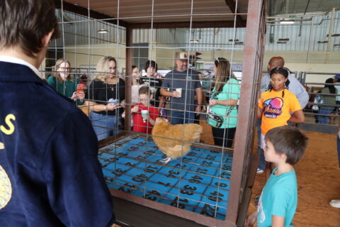 FFA Fall Festival at Arlington ISD Ag Center