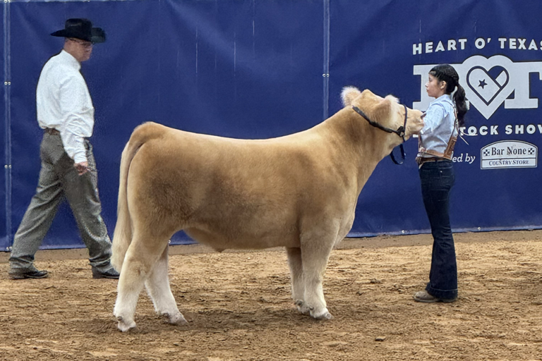 Arlington ISD ag students earn ribbons, build confidence at Heart O’ Texas Fair