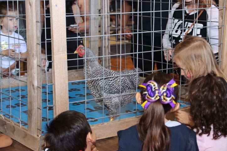 Fall festival chicken bingo