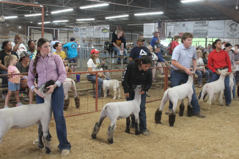 FFA showing goats