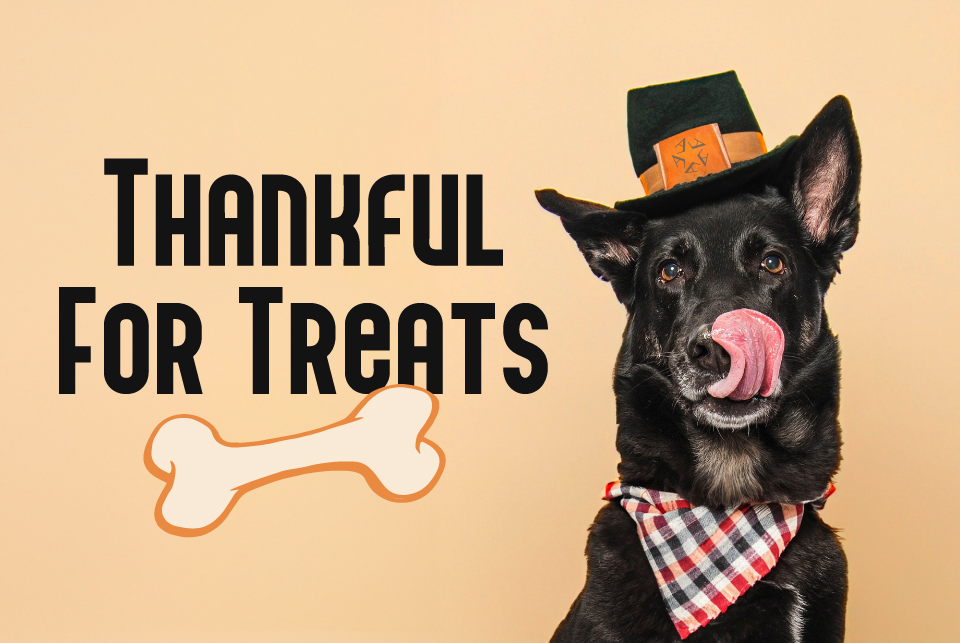 pets Thanksgiving